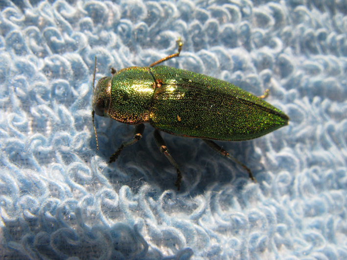 coleottero tutto d''oro: Latipalpis plana